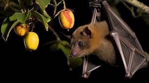 Con Dơi S&oacute;c Bay Phương Nam được Nh&igrave;n Thấy đậu Tr&ecirc;n Tr&aacute;i C&acirc;y Ảnh V&agrave; H&igrave;nh ảnh  Để Tải Về Miễn Ph&iacute; - Pngtree